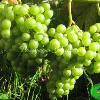 Фроме Асэ Албе красивый гронки винограда, вкусный мускат